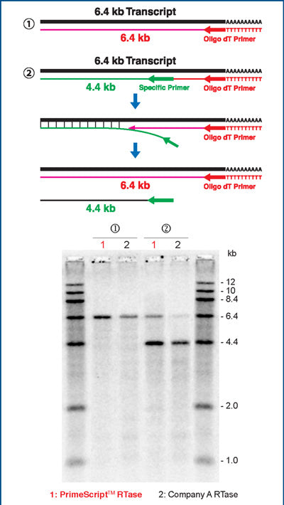 Efficient preparation of cDNA: PrimeScript Reverse Transcriptase - mRNA and cDNA synthesis - Takara Bio