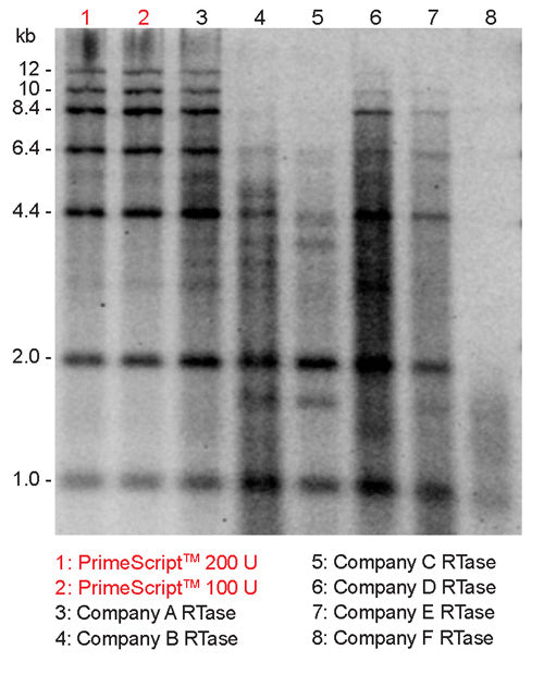 PrimeScript 1st strand cDNA Synthesis Kit - mRNA and cDNA synthesis - Takara Bio