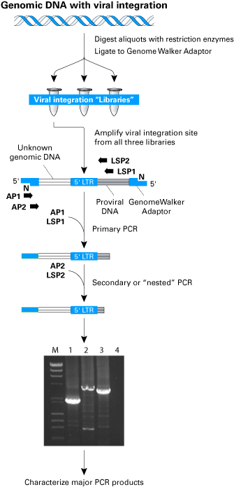Lentivirus integration site analysis kit - Gene function - Takara Bio
