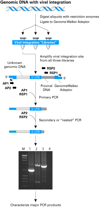 Retrovirus integration site analysis kit - Gene function - Takara Bio