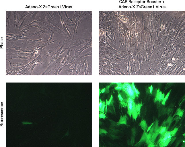 Adenovirus (CAR) receptor booster - Gene function - Takara Bio