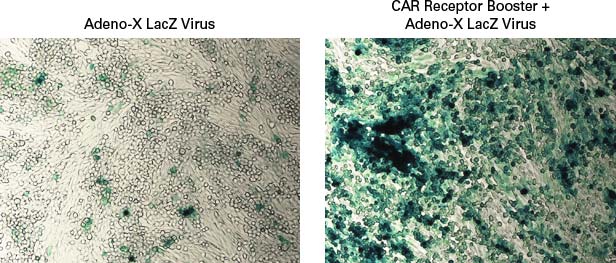 Adenovirus (CAR) receptor booster - Gene function - Takara Bio