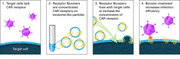 Adenovirus (CAR) receptor booster - Gene function - Takara Bio