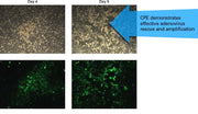 293 cells for adenoviral packaging - Gene function - Takara Bio