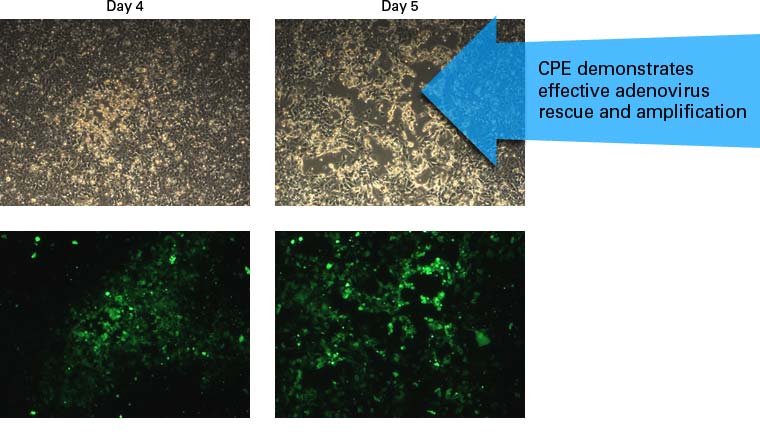 293 cells for adenoviral packaging - Gene function - Takara Bio