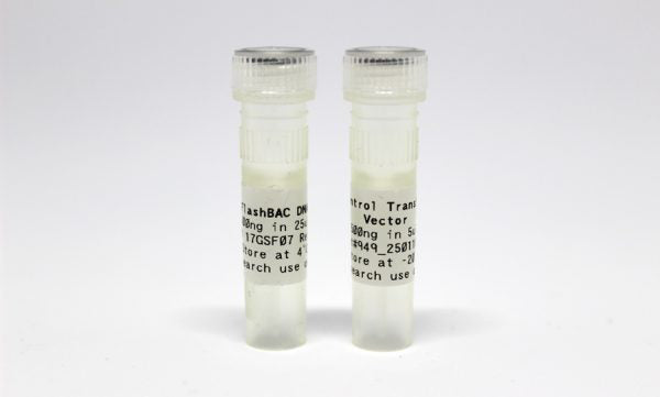 flashBAC GOLD baculovirus DNA image 2