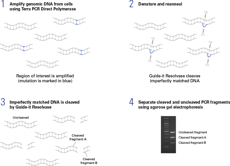 Guide-it Mutation Detection Kit - Gene function - Takara Bio