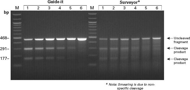Guide-it Mutation Detection Kit - Gene function - Takara Bio
