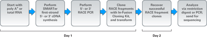 cDNA amplification kits for 5' and 3' RACE - mRNA and cDNA synthesis - Takara Bio