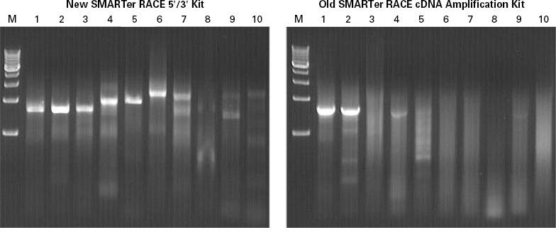 cDNA amplification kits for 5' and 3' RACE - mRNA and cDNA synthesis - Takara Bio