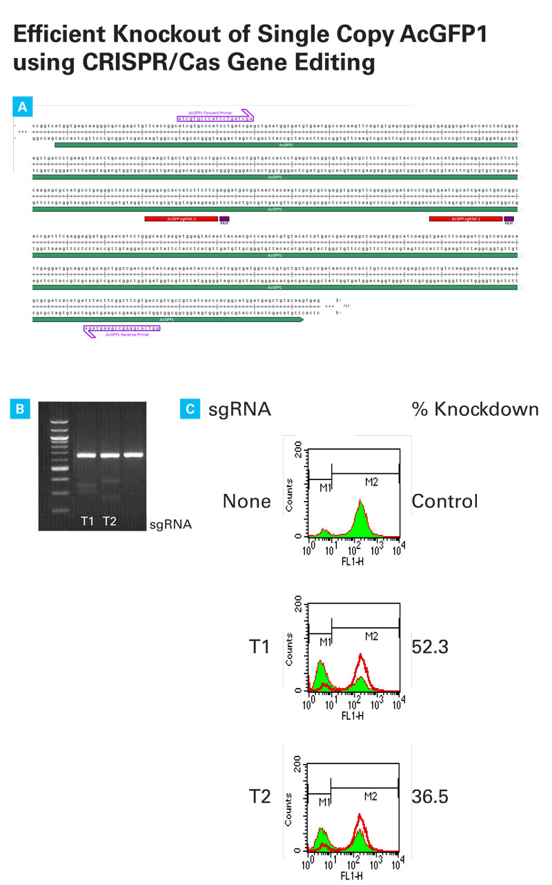 Guide-it Mutation Detection Kit - Gene function - Takara Bio