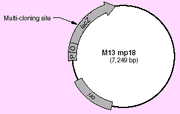 M13mp18 RF phage vector - Cloning - Takara Bio