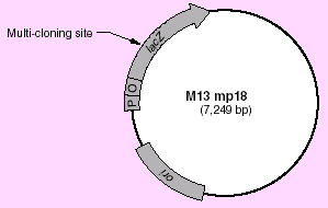 M13mp18 RF phage vector - Cloning - Takara Bio
