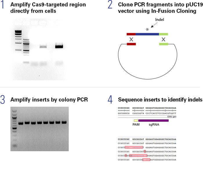 Guide-it Indel Identification Kit - Gene function - Takara Bio