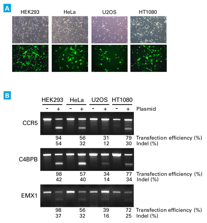 Cloning and expression systems for sgRNAs - Gene function - Takara Bio