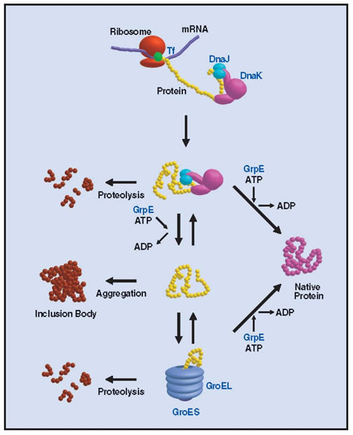 Chaperone plasmid set - Protein research - Takara Bio