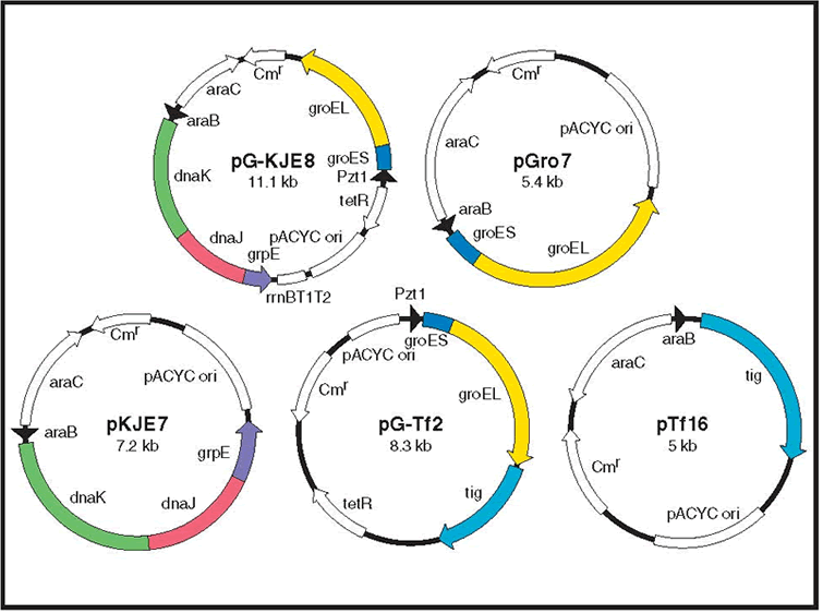 Chaperone plasmid set - Protein research - Takara Bio