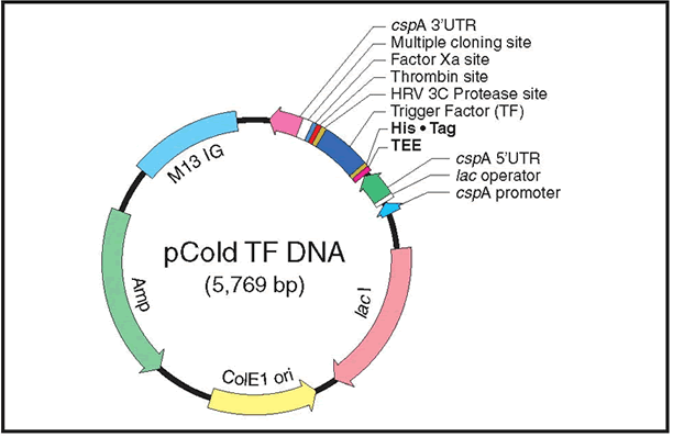 pCold TF DNA - Protein research - Takara Bio