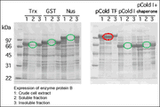 pCold TF DNA - Protein research - Takara Bio