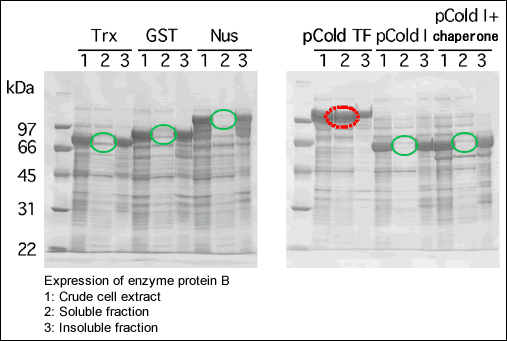 pCold TF DNA - Protein research - Takara Bio