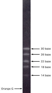 ssRNA molecular weight markers - Cloning - Takara Bio