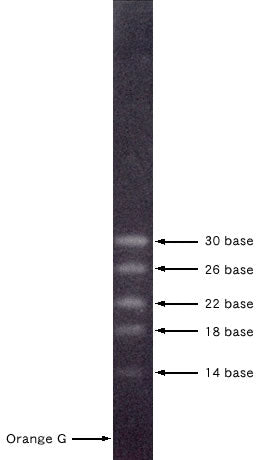 ssRNA molecular weight markers - Cloning - Takara Bio