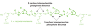 Oligo modification: Uni-Link AminoModifier - mRNA and cDNA synthesis - Takara Bio