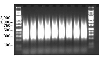 Titanium DNA Amplification Kit for genome-wide SNP and CytoScan arrays - PCR - Takara Bio