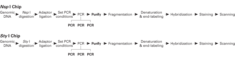 Titanium DNA Amplification Kit for genome-wide SNP and CytoScan arrays - PCR - Takara Bio