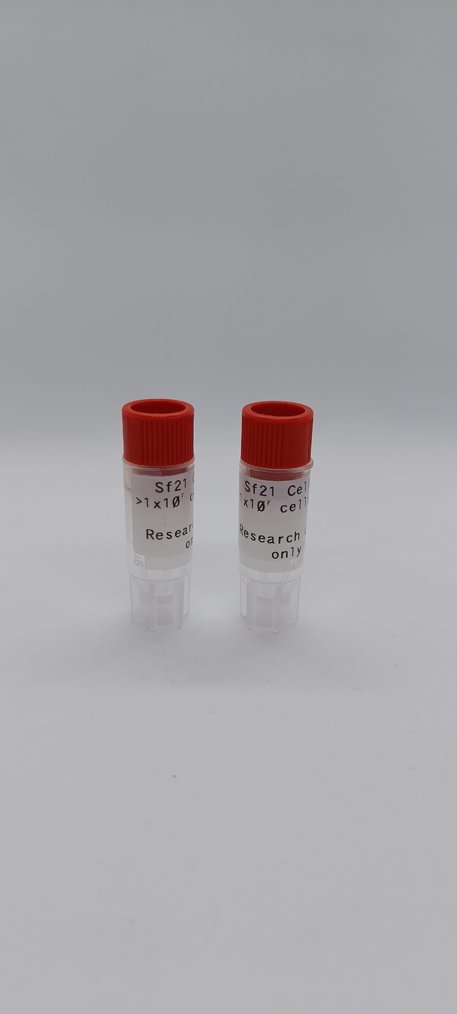 Sf21 Cells image 1