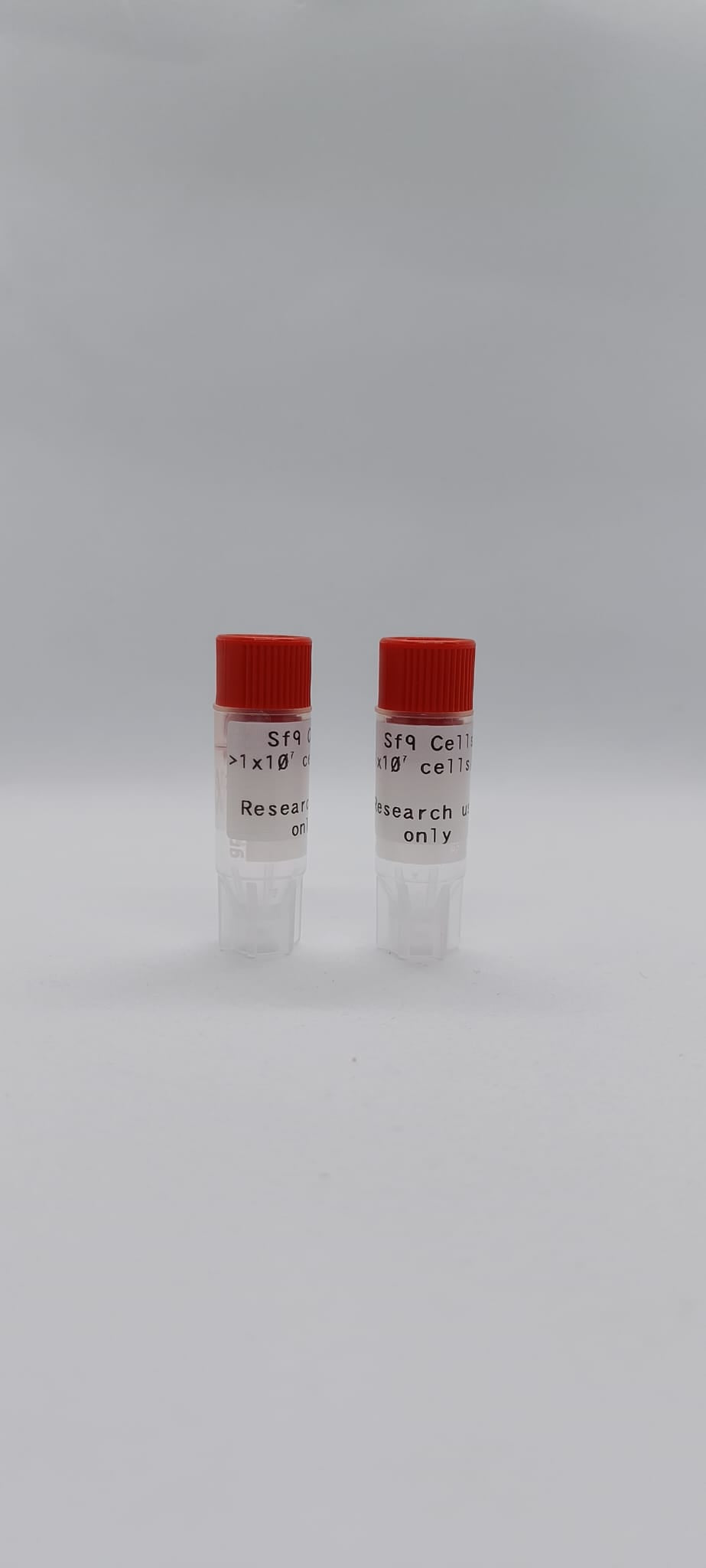 Sf9 Insect Cells image 1