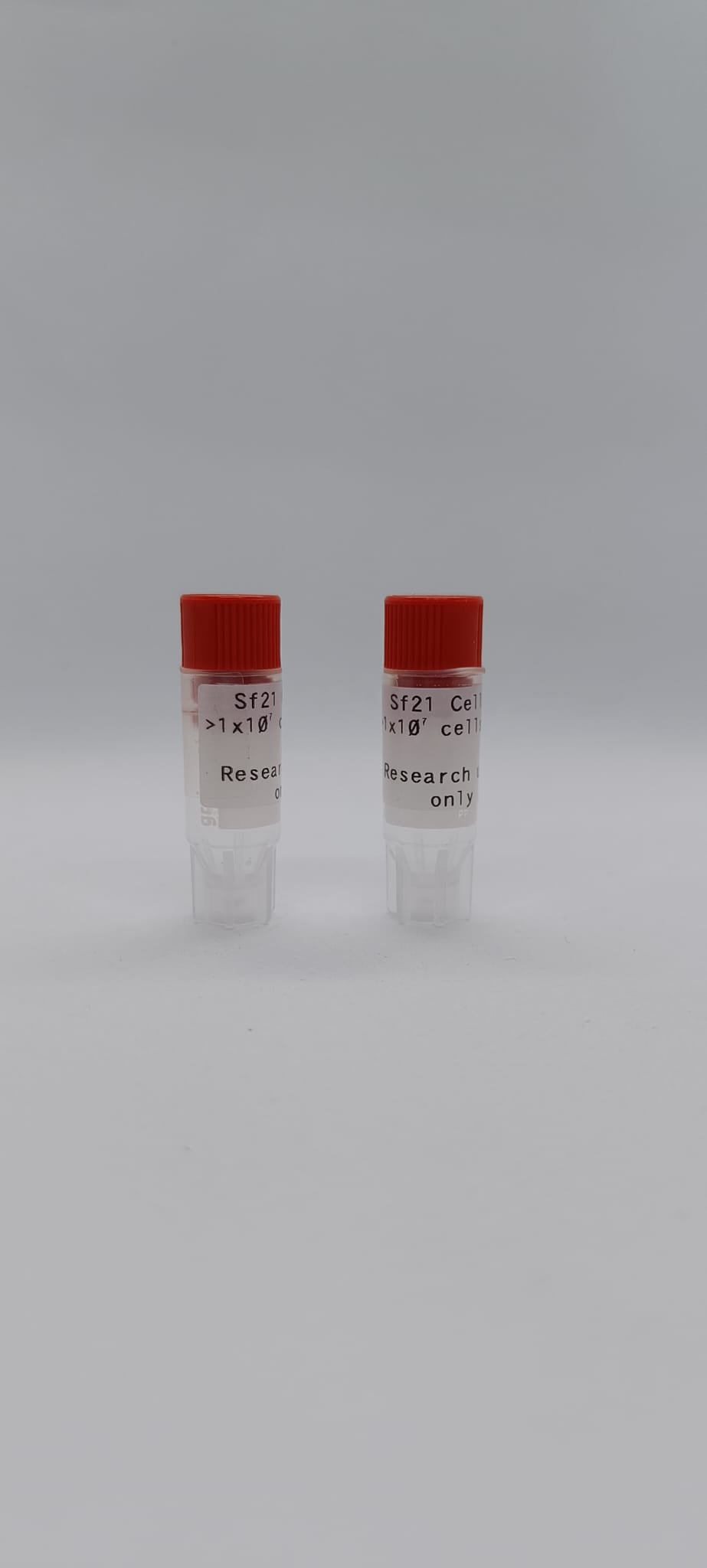 Sf21 Cells image 2