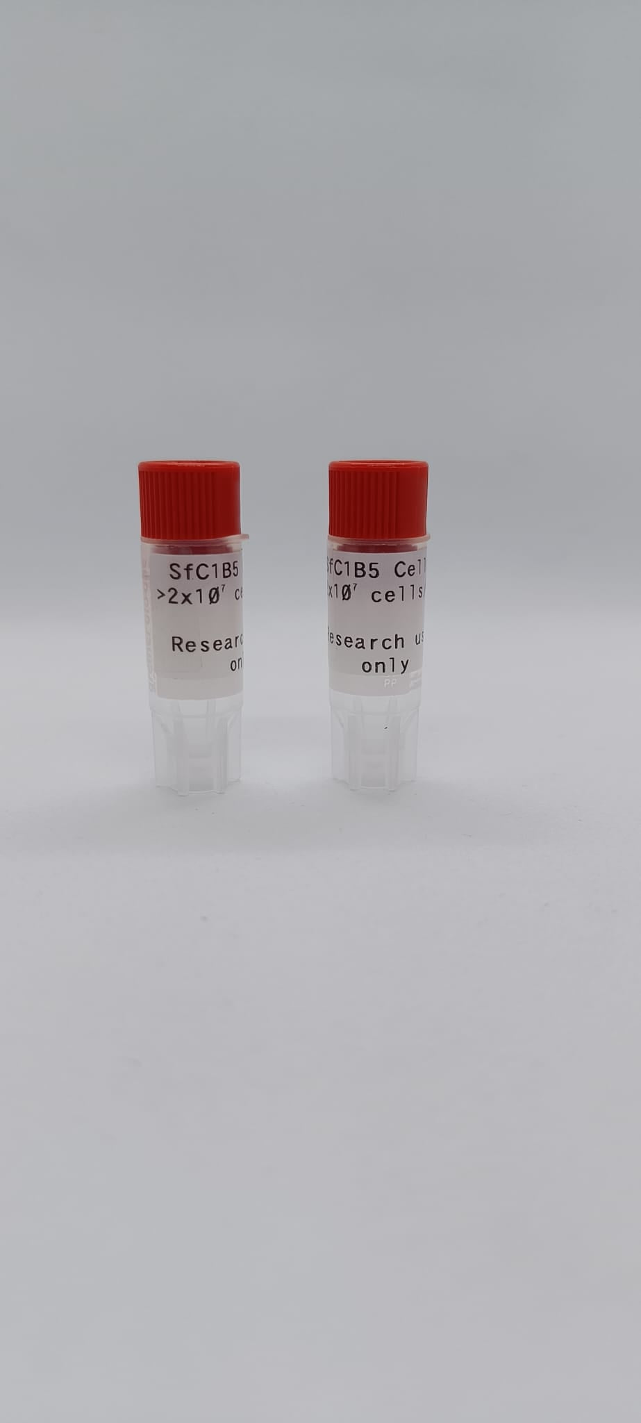 SfC1B5 Insect cells image 1
