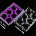 24 Well Cell Culture Plate, Flat, TC, Sterile, Individually plastic wrapped, 1/pk, 50/cs