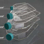175cm2 Cell Culture Flask, Plug Seal Cap, TC, sterile 5/pk, 40/cs