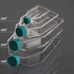 175cm2 Cell Culture Flask, Vent Cap, TC, sterile 5/pk, 40/cs