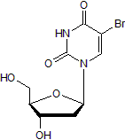 5-BrdU