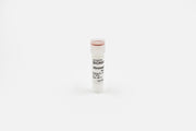 Vitronectin, Human, Recombinant, 0.5 mg/ml, 0.5 mg