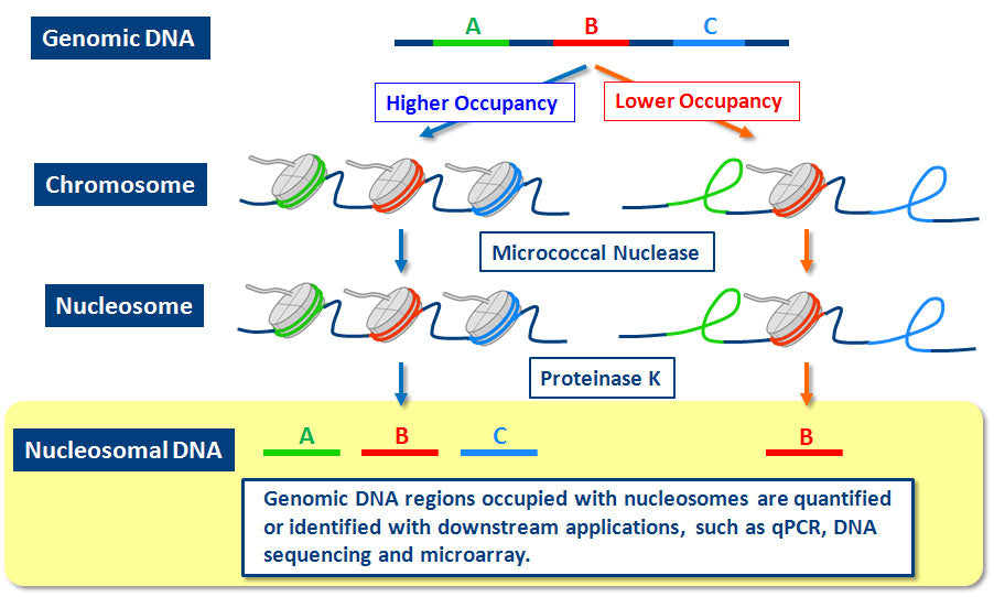 EpiScope Nucleosome Preparation Kit - Gene function - Takara Bio