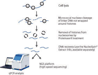EpiScope Nucleosome Preparation Kit - Gene function - Takara Bio
