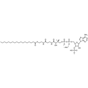 Stearoyl Coenzyme A, Sodium salt
