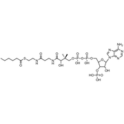 Hexanoyl Coenzyme A, Free acid