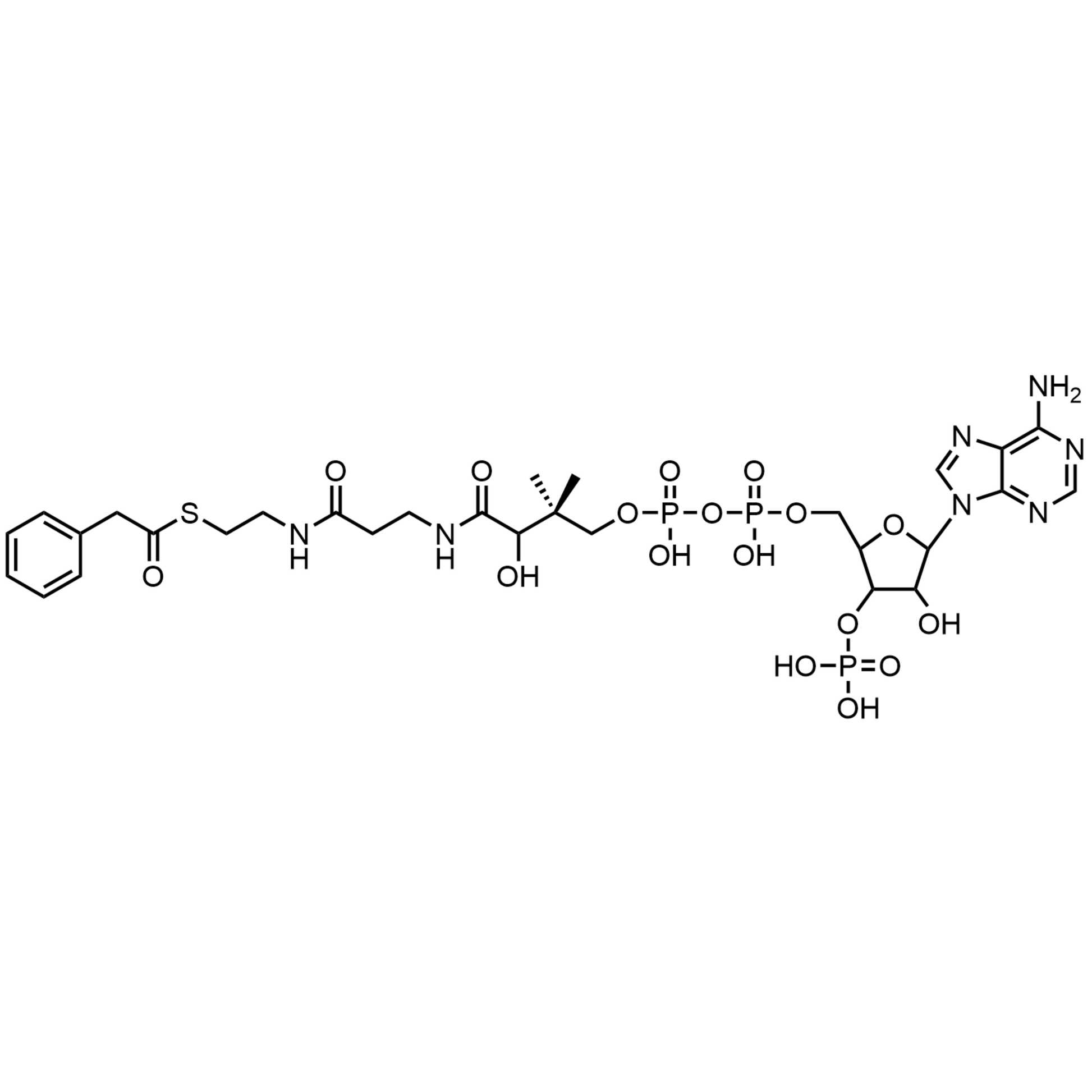 Phenylacetyl Coenzyme A, Free acid