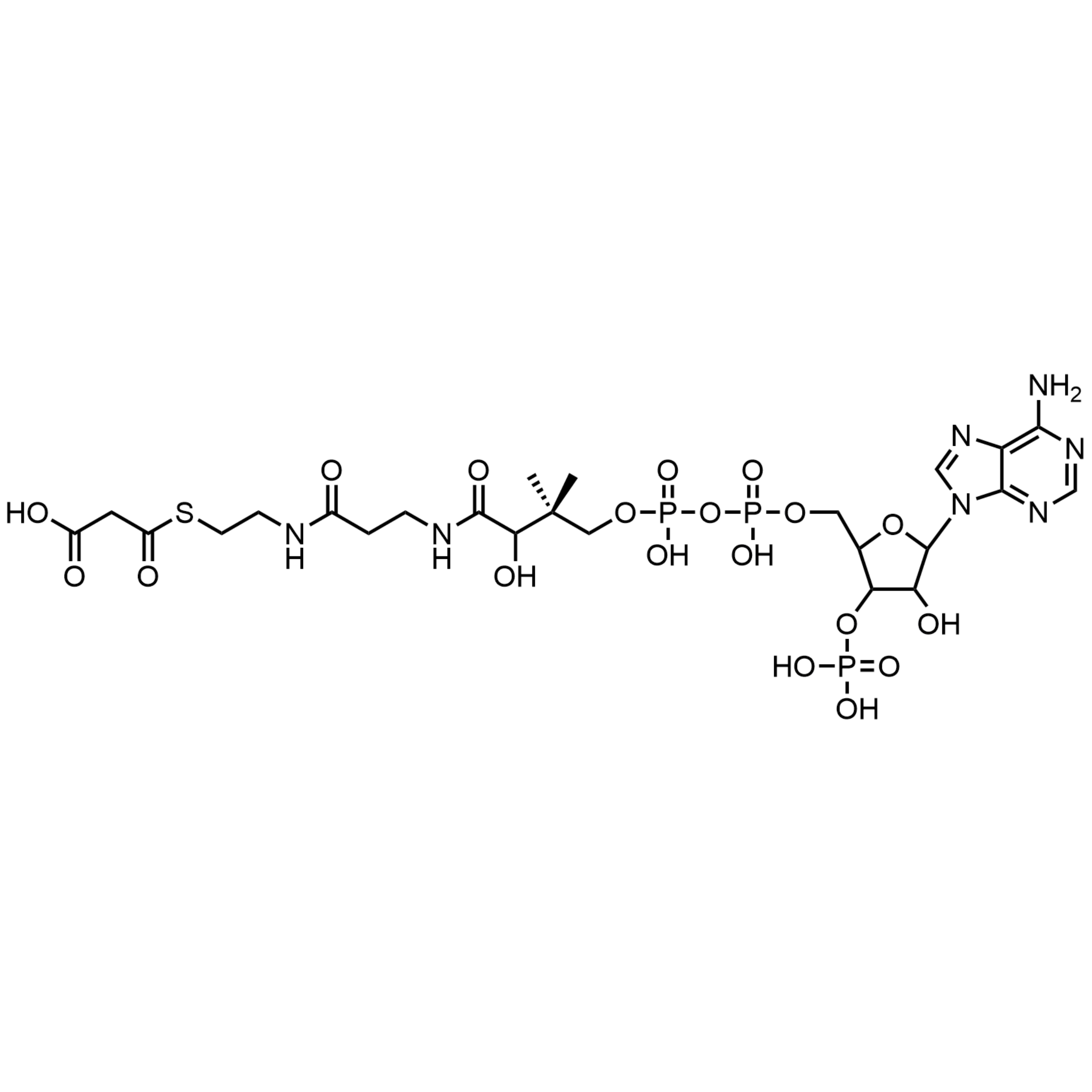 Malonyl Coenzyme A, Free Acid