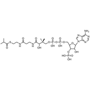 Isobutyryl Coenzyme A, Free acid