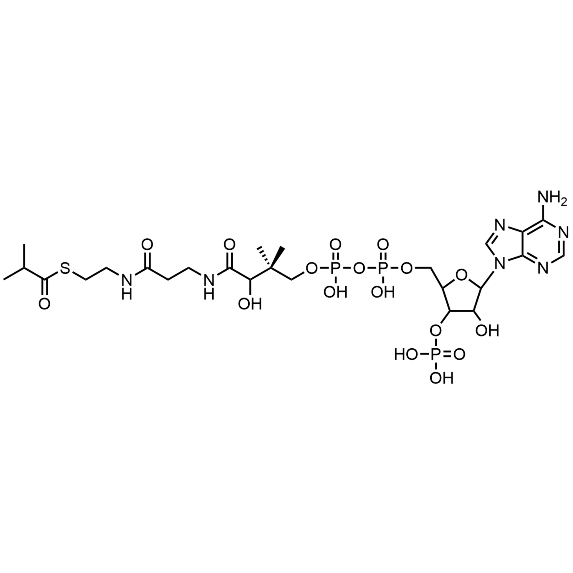 Isobutyryl Coenzyme A, Free acid