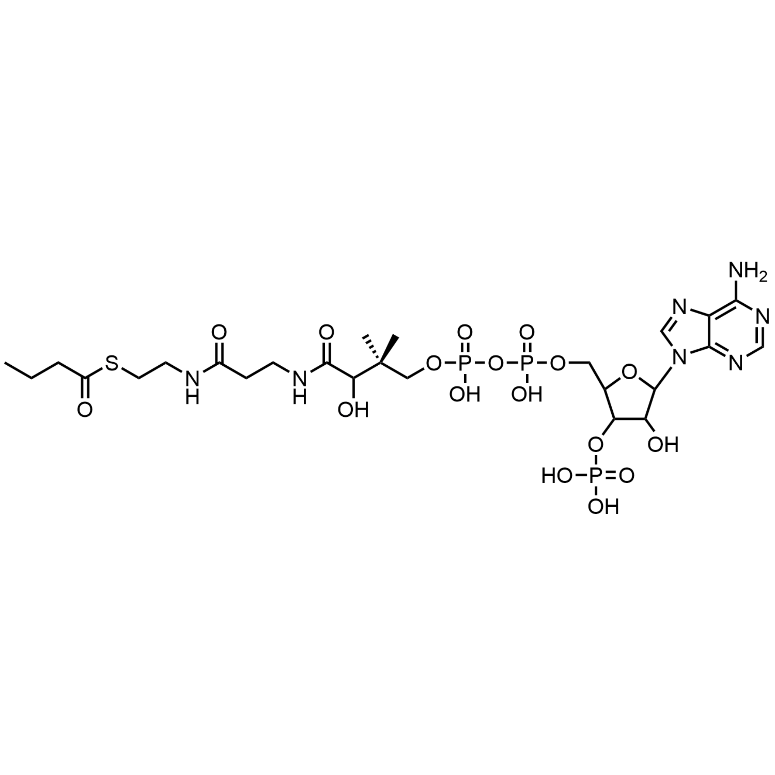 Butyryl Coenzyme A, Free acid