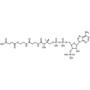 Succinyl Coenzyme A, Free acid