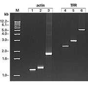 RACE-ready human cDNA: blood & immune system - mRNA and cDNA synthesis - Takara Bio