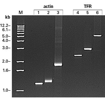 cDNA amplification kits for 5' and 3' RACE - mRNA and cDNA synthesis - Takara Bio